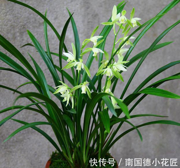 花香|此种兰花怎么看都美,比白菜便宜,花香四溢,勤花勤草好养活