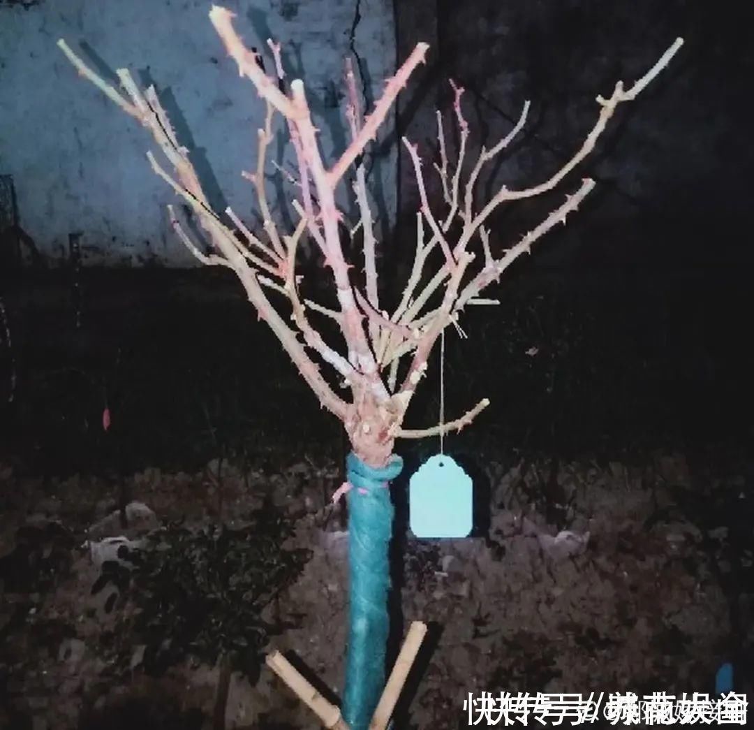 耐旱|超级耐旱花,整个冬天不浇水,还能胖一圈