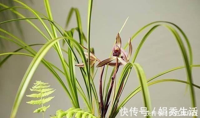 这3种花不开花像野草，很多人都以为是野韭菜，开花后令人惊喜