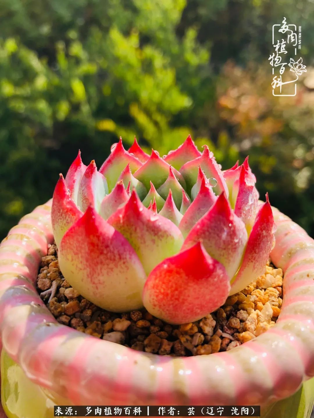 血罗|万物皆有灵性，一年四季有多肉陪伴真好！