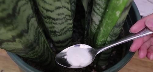 施肥|花盆里撒点小苏打,一年不施肥,花儿叶片浓绿不生虫,后悔才看到