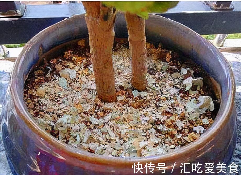 什么淘米水、酱油,都不如这种垃圾,随便铺1层,花开不停