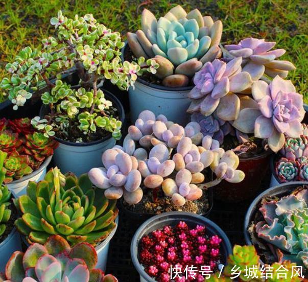 冬天养多肉植物，3个方面考虑周到，安全过冬，不烂根不黑腐