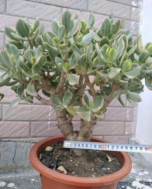 养了20年的玉树，杆子比大腿还粗，满树白花跟下雪了一样