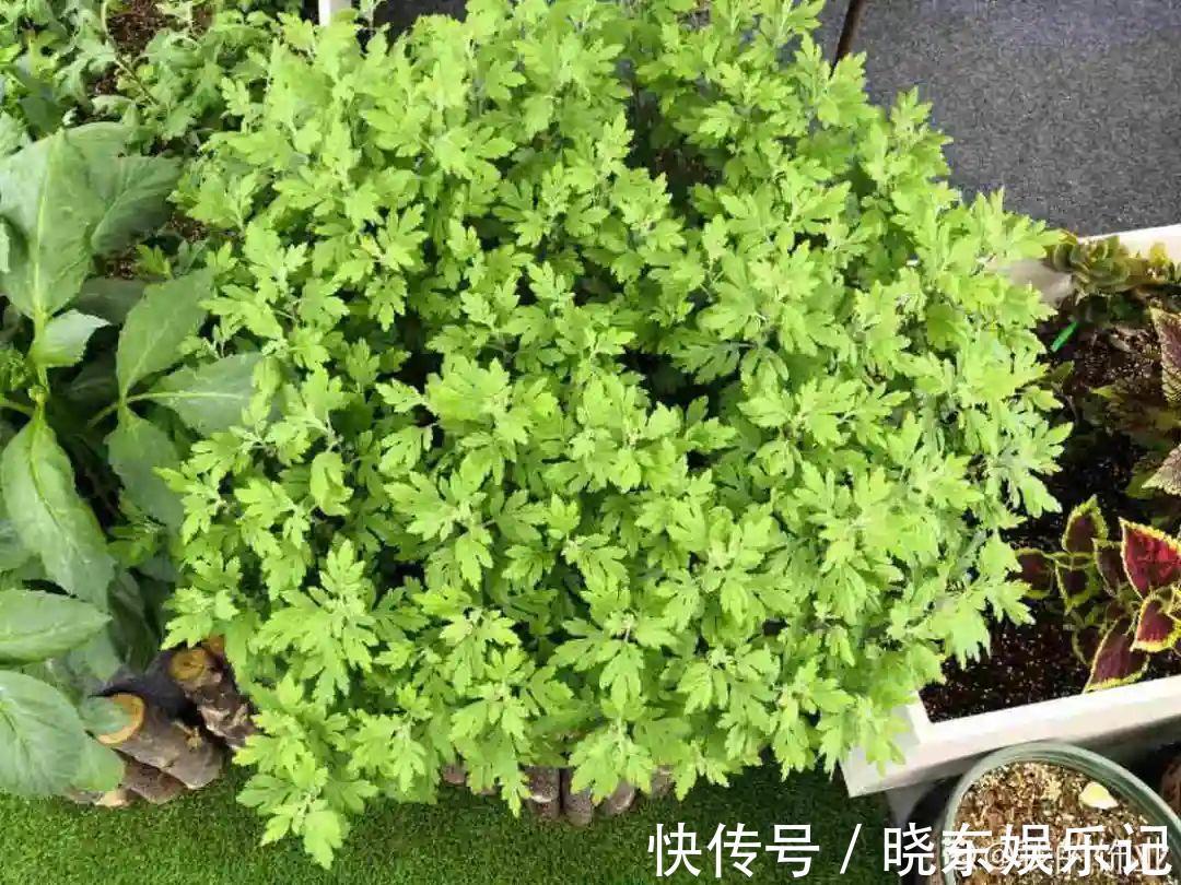 超实用的催花小技巧,效果太好,家里的花想开几次开几次!