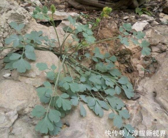 乡间路边,有1种“岩黄连”顽强,比车前草珍贵,下次遇到别乱挖