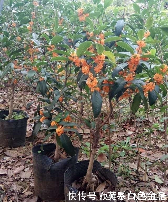 花农把这种花用树桩一嫁接，形状好看了，价格立马涨了几十倍