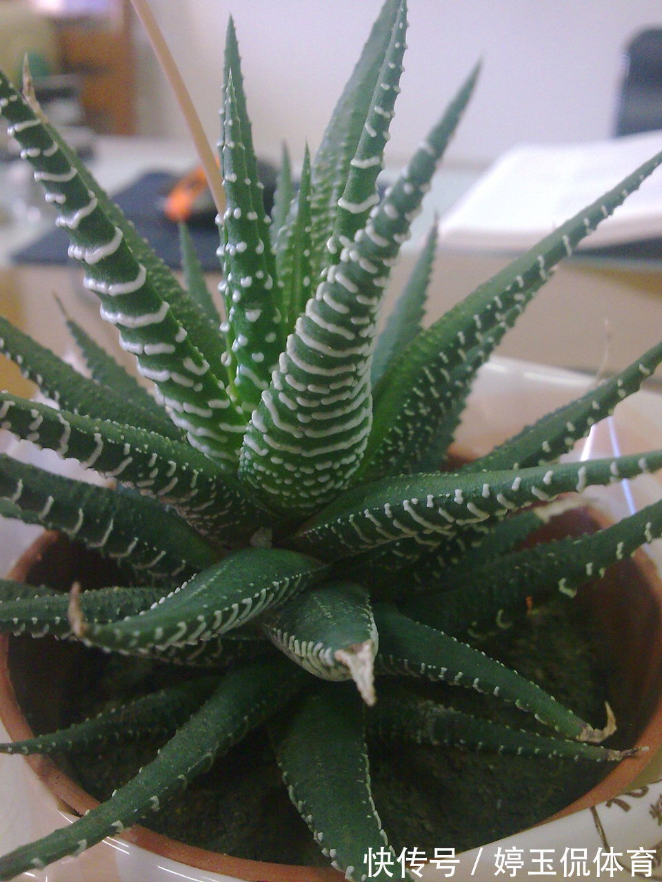 6种植物，能净化空气，适合放在阳光灿烂的厨房、阳台