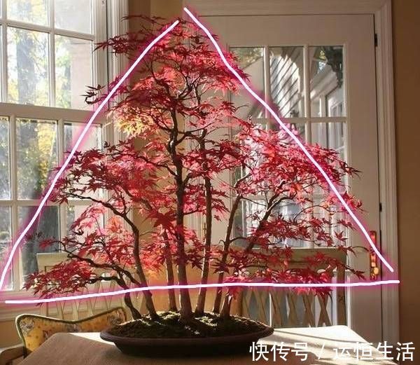 养护的红枫盆景桩头太高了怎么矮化红枫盆景控制高度的方法