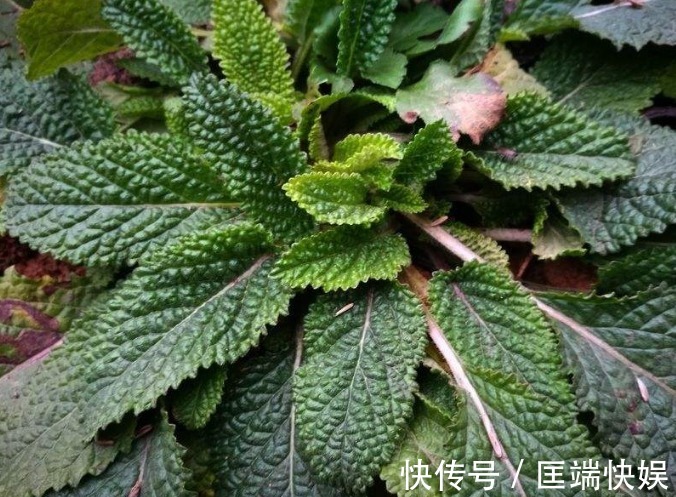 野菜|消化不良可多吃3种路边野草，促进消化还能够清热解毒，好处多多