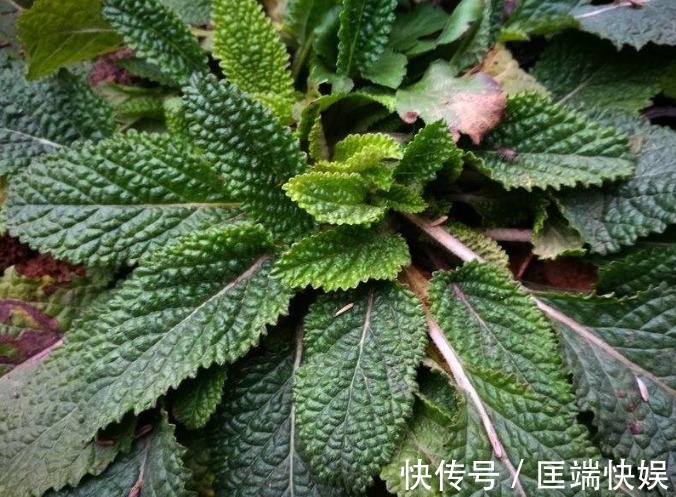 野菜|消化不良可多吃3种路边野草,促进消化还能够清热解毒,好处多多