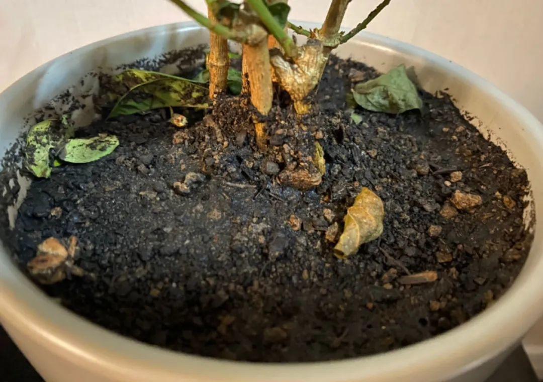 花成了光杆司令,剪一刀撒点药,很快冒新芽