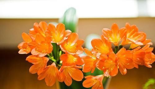 病害|进入7月养君子兰,1看2做3注意,叶绿根壮,花开一茬又一茬