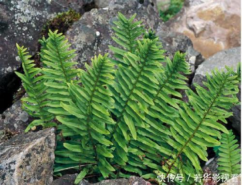 蛀牙|这种野草很珍贵，喜欢附大树上生长，现在很少见人称“槲蕨”