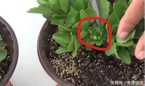 开花开关|养长寿花，左右剪一刀，打开“开花开关”，花量多一倍，爆成花球