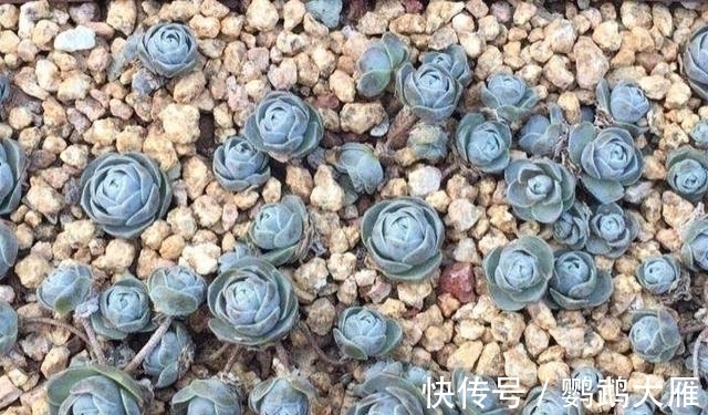 休眠|喜欢能爆一圈侧芽的多肉,就别惦记观音莲了,选2种多肉不后悔