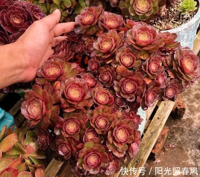 多肉法师欣赏在最美法师季,法师丛中一定住着小天使!