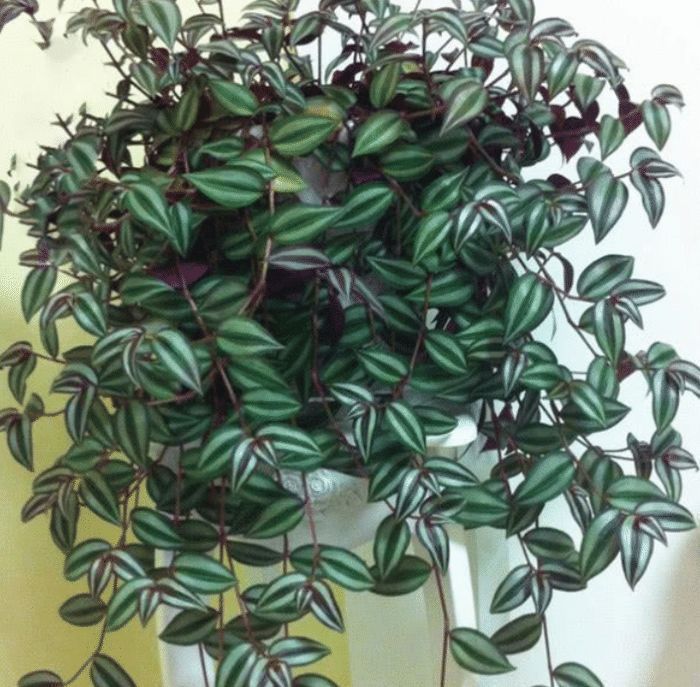 银皇后银皇后|土豪都养3种花,镇宅又旺运,寓意吉祥人人爱,家里养真适合