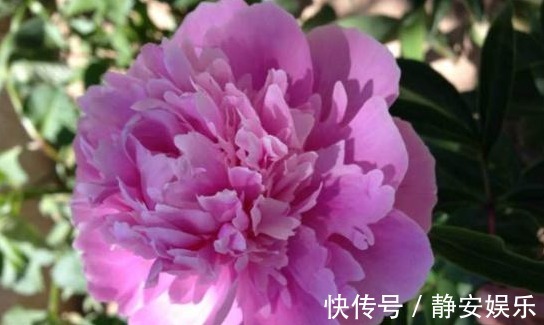 中国十大名花|此“花”漂亮不输牡丹，自古就是名花，但未入选“中国十大名花”