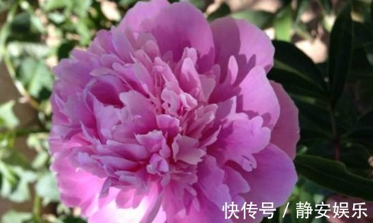 此“花”漂亮不输牡丹,自古就是名花,但未入选“中国十大名花”