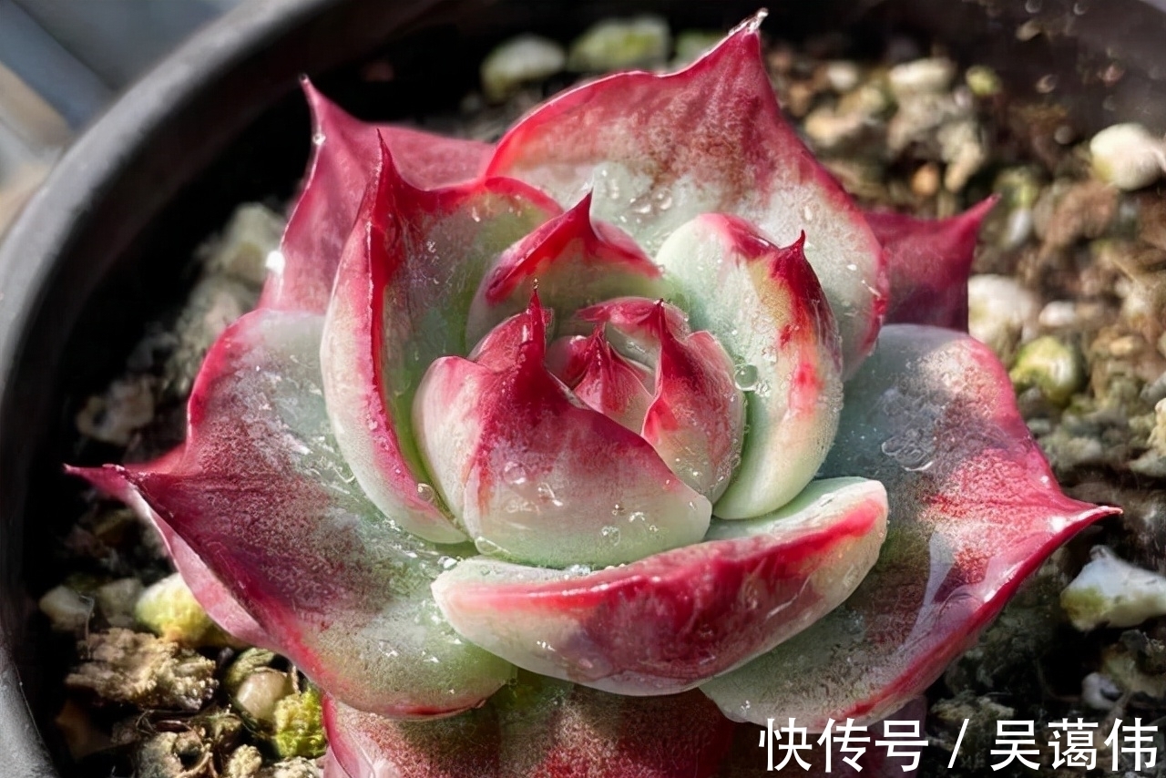 东云系多肉中的6匹黑马,都很漂亮,最后2款太贵了,再喜欢也等等