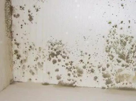 聪明人|家里墙壁发霉别再傻傻花钱重刷,聪明人教你一招,省钱又好用