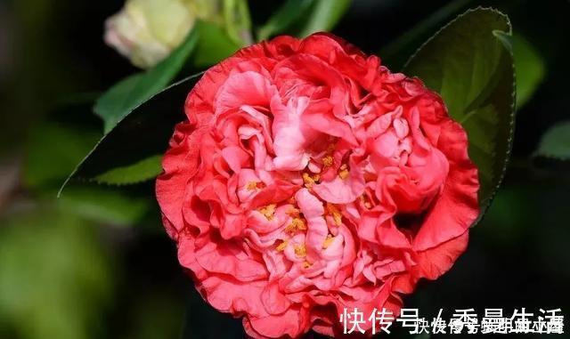 花中娇客|中国传统名花“花中娇客”,30种茶花一开,美了十里八乡
