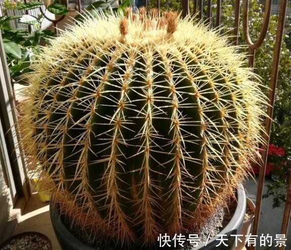 添子|3种丑的难入眼的花，养在家里能镇宅吉祥