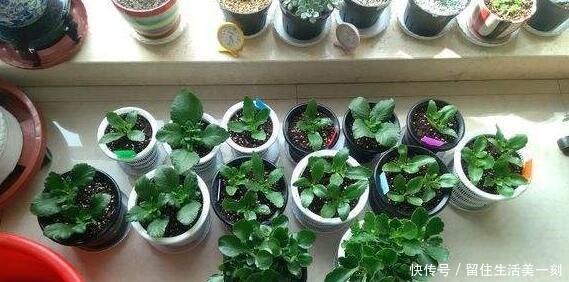 4种花适合在“冬天”扦插，不黑腐好成活，2月就能开满花！