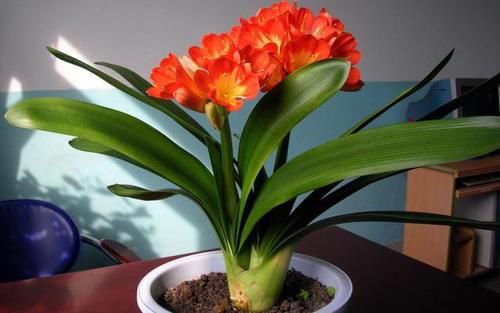 给君子兰浇水时，记住1句话，照着做，不烂根空根，生长还旺盛