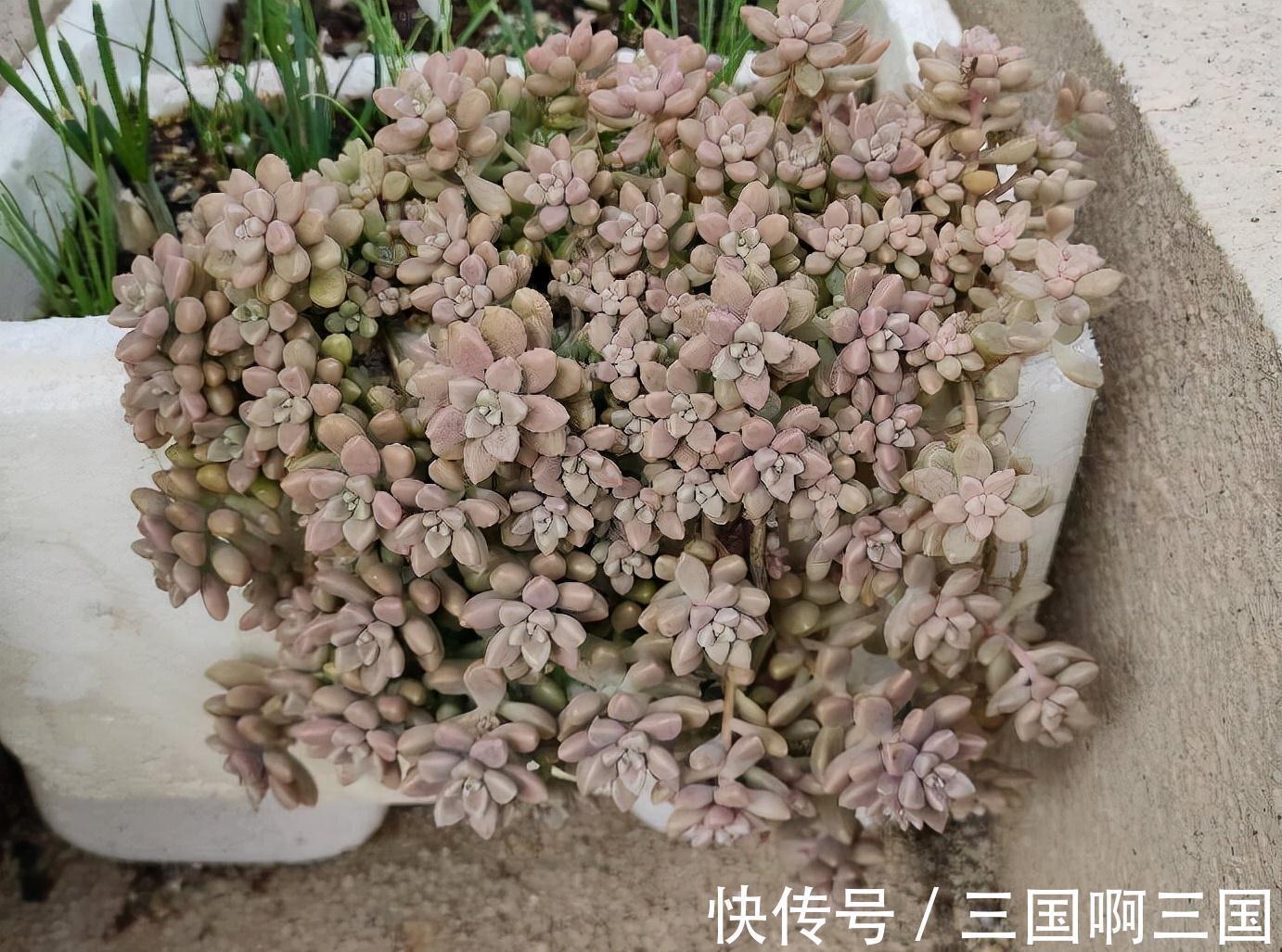 姬秋丽怎么养？不要宠、多露养，轻松养出繁茂完美的状态