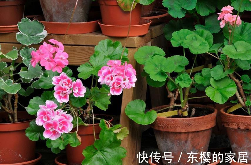 花卉|植物天热休眠,当多关注这4个问题,确保每一株都能平安度夏