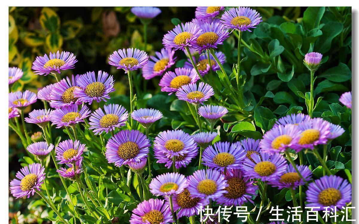 养花|养花试试这几款,花朵完全盛开集合在一起,像一个绒球,非常有趣