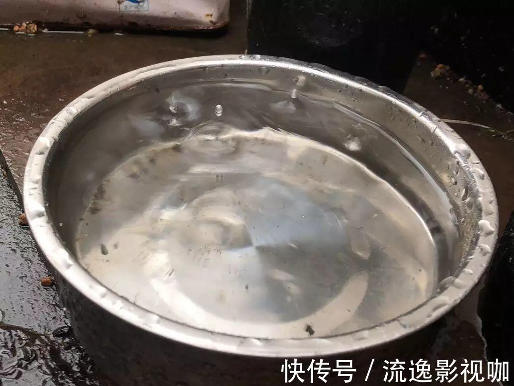 妖妖|多肉根系不够壮记住4点,半月养出大白根!