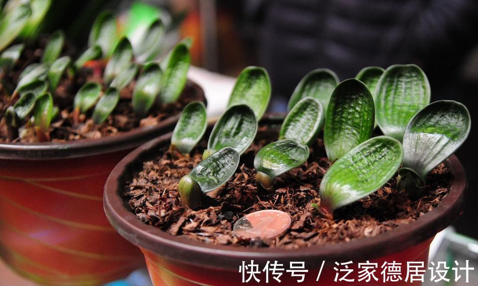 君子兰一叶苗难养活,做好四点,顺利度过幼苗期,步入生长快车道