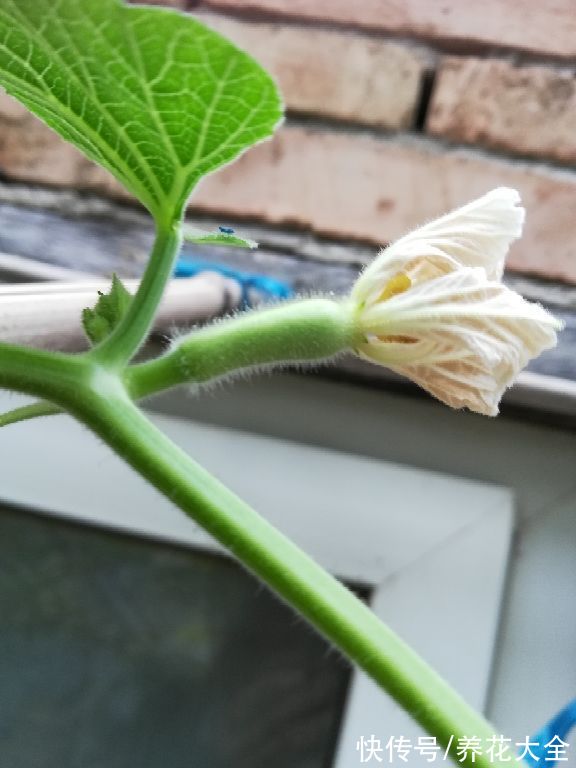 蔬菜|在家就能种的蔬菜，10天就能窜一节，20天做成美味佳肴