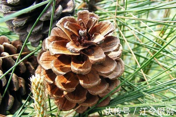 路边有“2种宝贝”,捡回来养花,往花盆里埋,花卉窜出大白根!