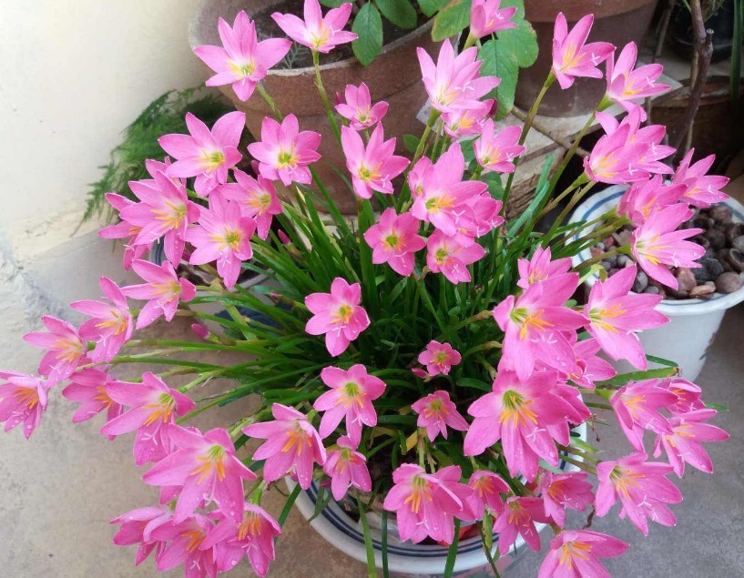 它,号称“最好养的花”,似兰花不是兰,扔土里就活,年年花不断