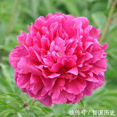 花心思|建议大家不管院子多大，种上5种花卉，香飘满园，全村最有面