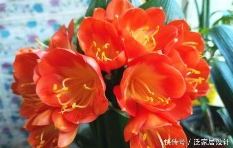 3种花特别适合养客厅,一开就是300多天,关键好养又漂亮!