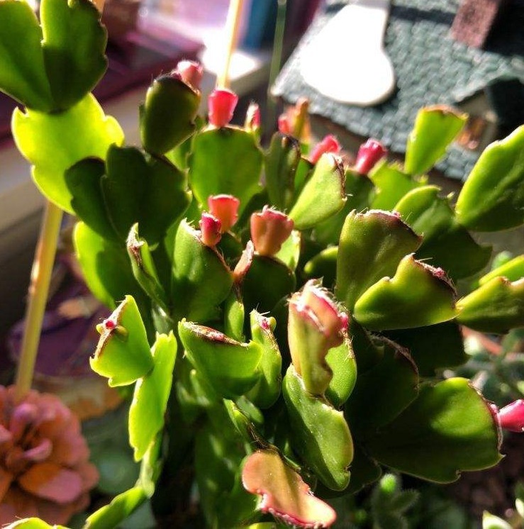 养护|蟹爪兰长出这种叶子,立马掰掉它,嗖嗖冒花苞!