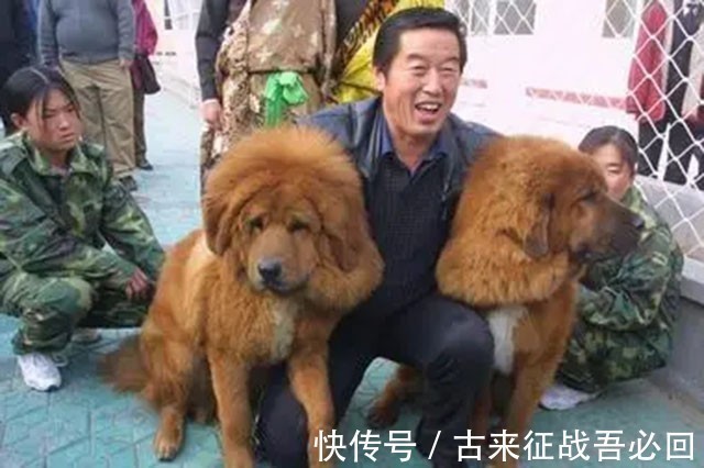 中国藏獒俱乐部|马家军教练离开赛场，靠养狗成为千万富翁，70多岁重回俱乐部执教