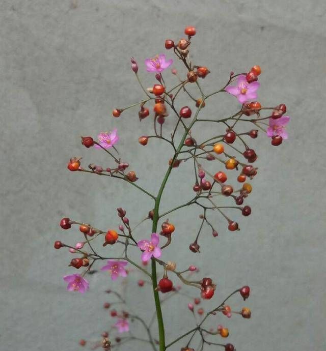 乡间土生土长的人参是一种高级补品,滋补强身,价值连城