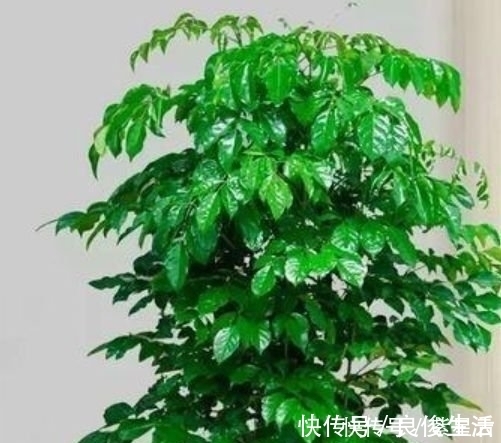漂亮|客厅最适合养3种花，漂亮还能“旺财、旺运”，一养就上瘾