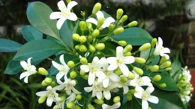 一盆九里香,阳台香飘飘,6款盆景造型玩法,哪一款受你青睐