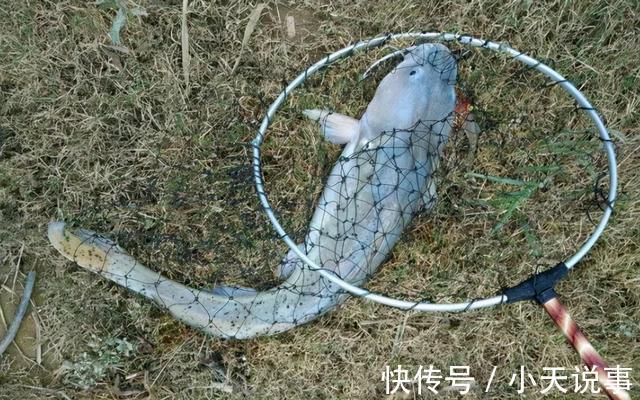 10种价格很高的淡水鱼,钓到这些鱼赶紧带回家