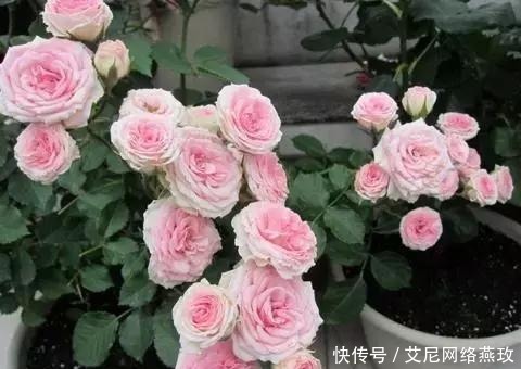 想让月季轻松爆盆?千万不要小瞧了它!花开满盆,叶子绿的流油!