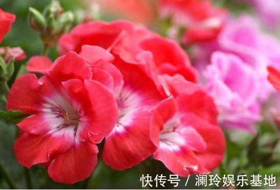 从10月2日开始,家养此款花卉,花朵漂亮似玫瑰,漂亮又芳香