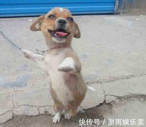 |搞笑杂谈老板说“这可是一只便衣警犬,很善于伪装身份的。”