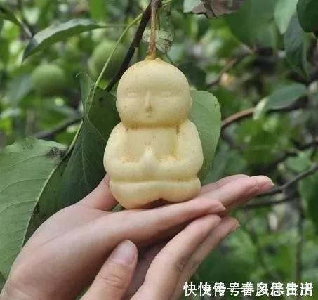 碰碰香|不管有钱没钱,家里养这十种植物,招财镇宅又养人